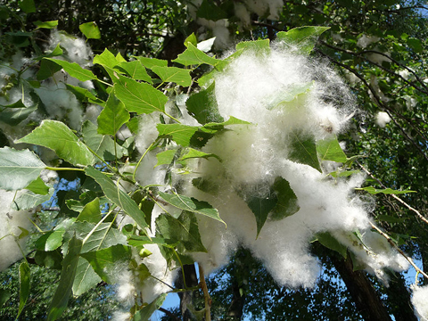 Black poplar fluffy seeds