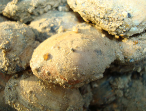 Clams