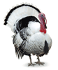 talking turkey