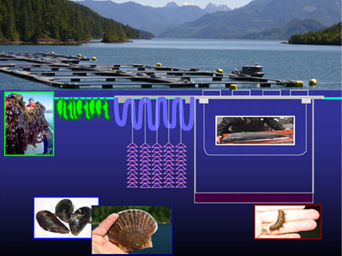 A diagram of an IMTA system