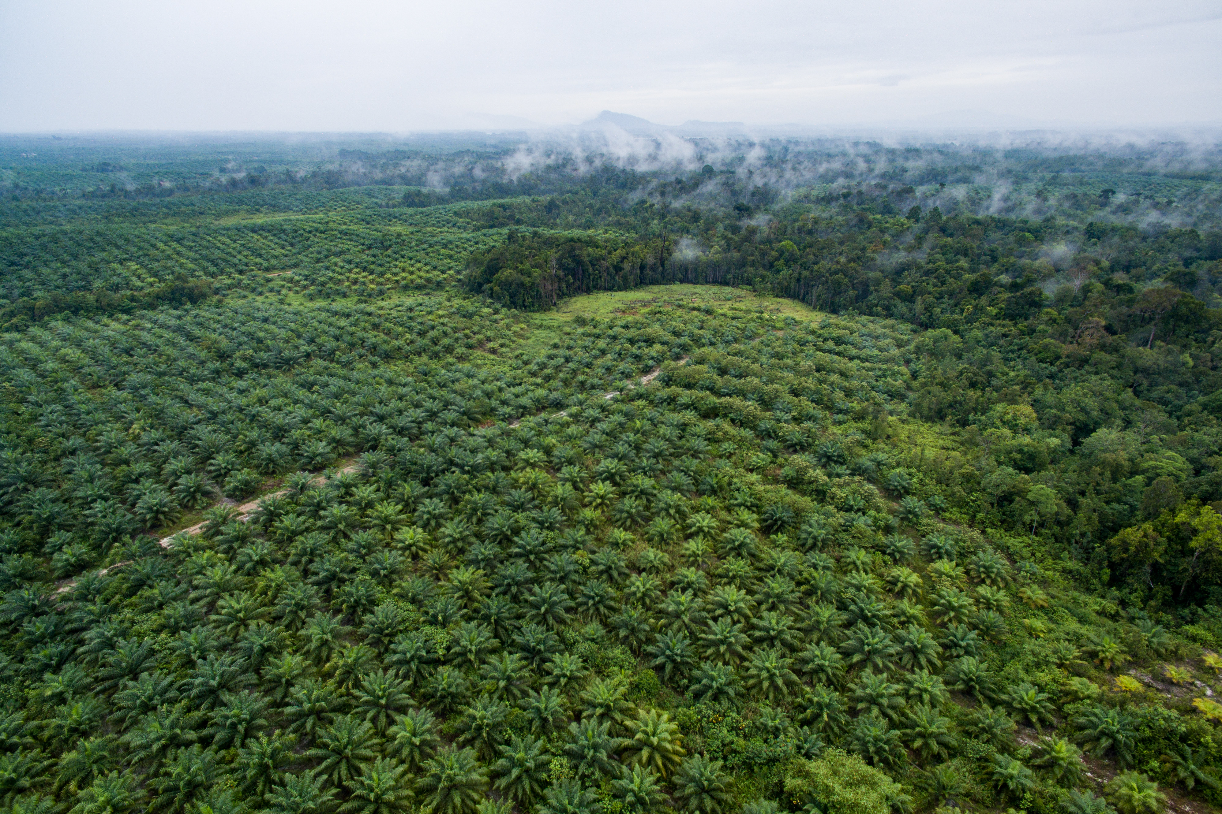 palm oil deforestation