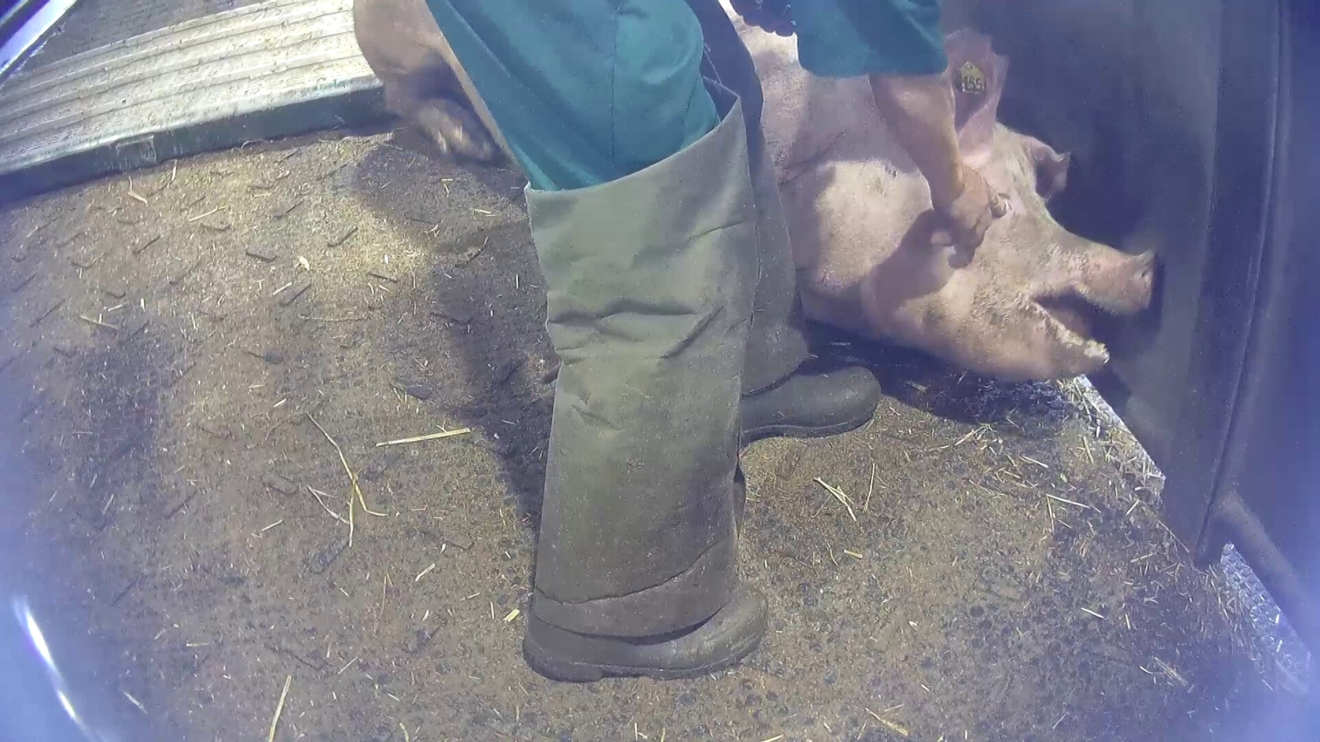 Worker touches pig's eye