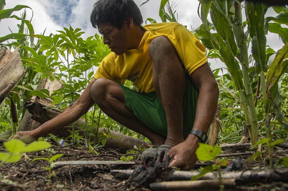 Indigenous farmer tends crops