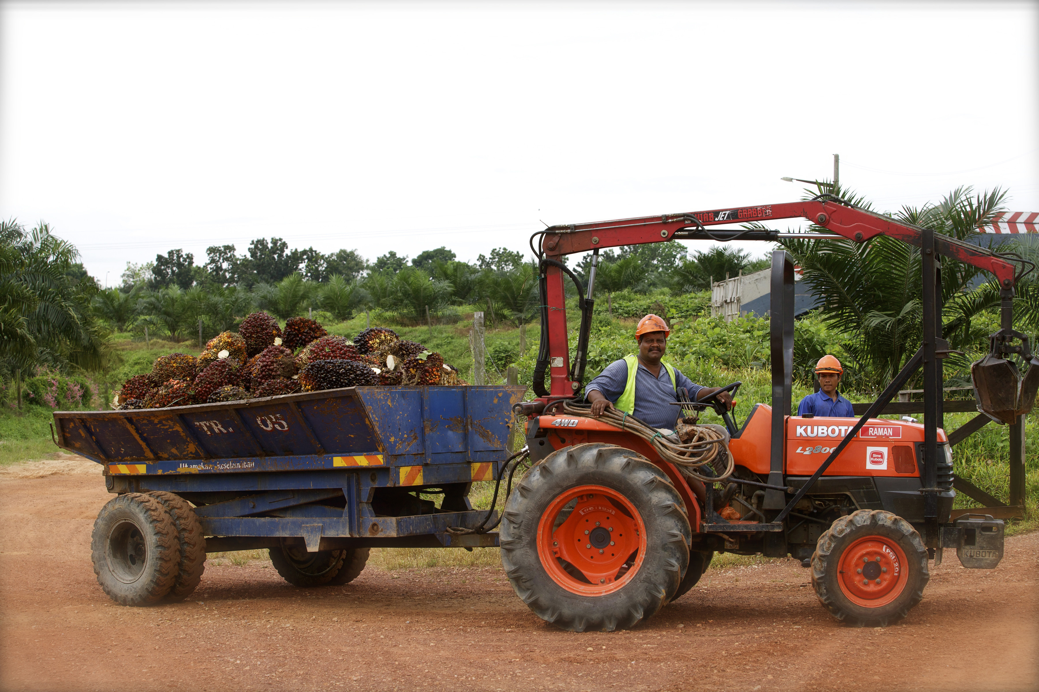 palm plantation worker
