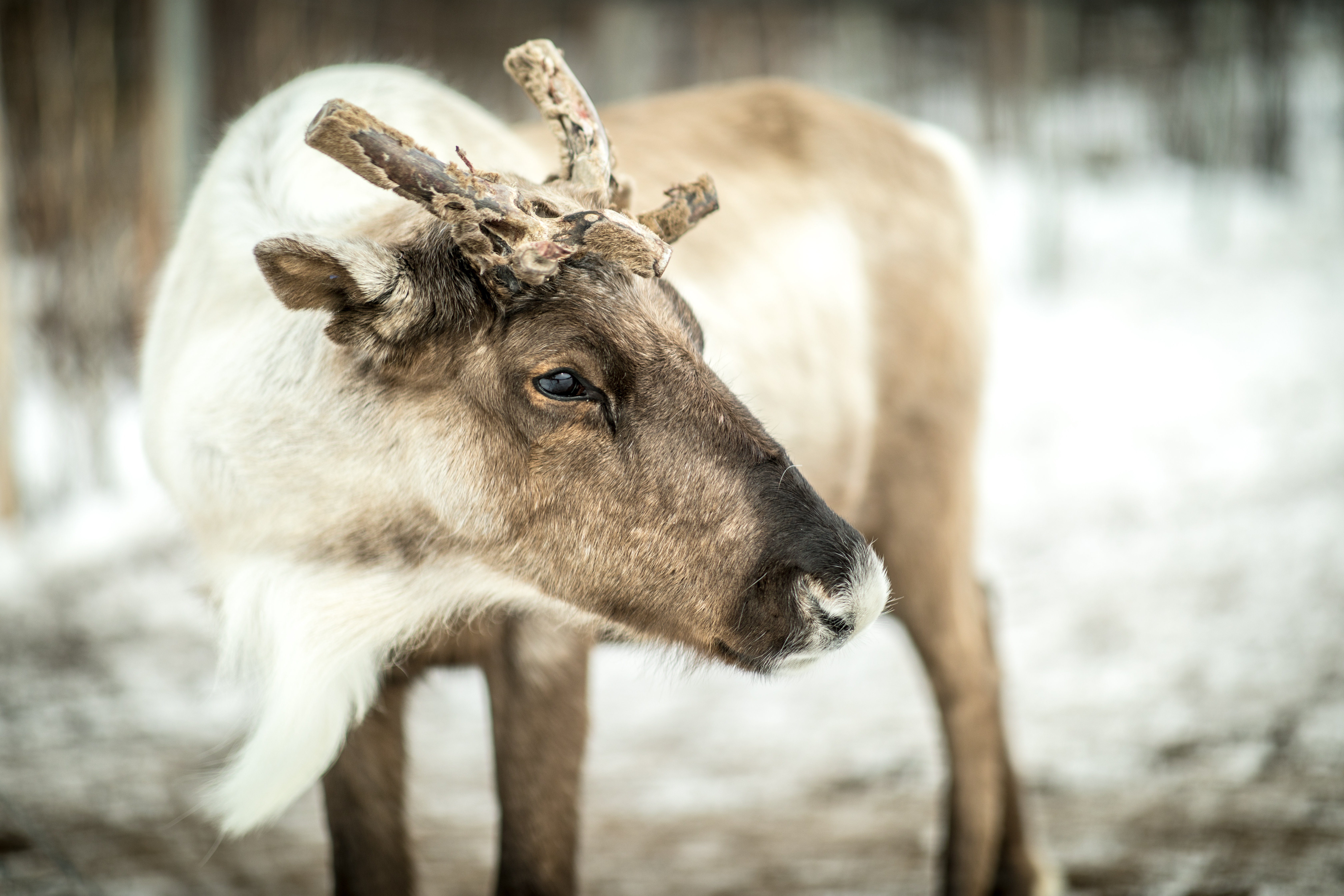 Reindeer