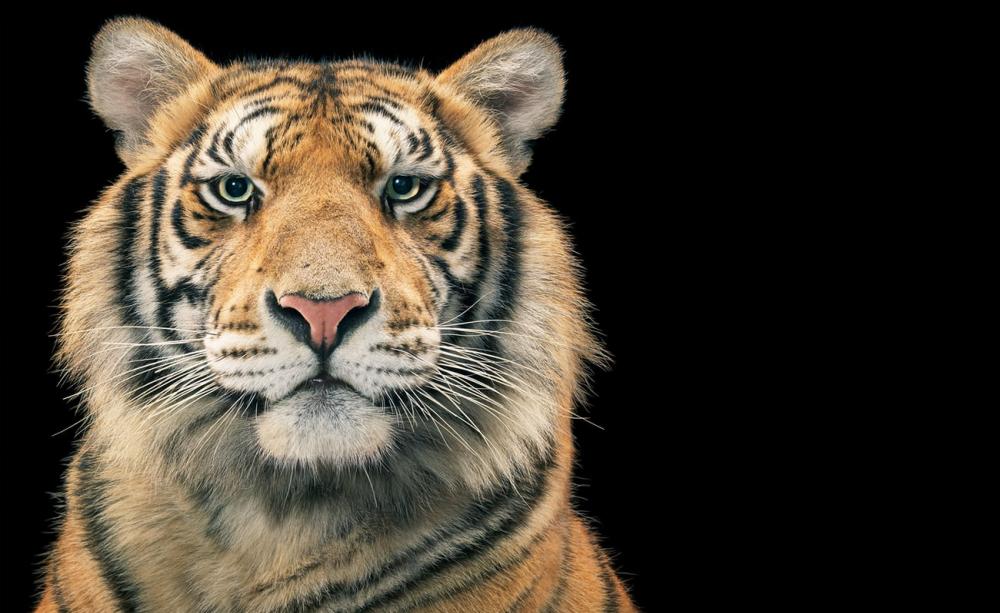 A tiger, lowkey photograph.