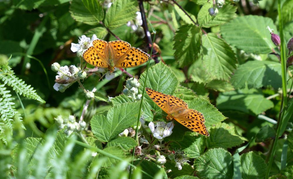 Two butterflies