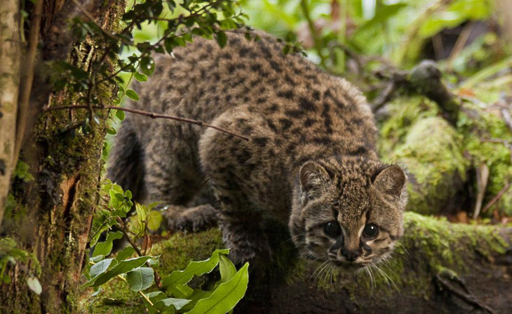 A güiña wildcat