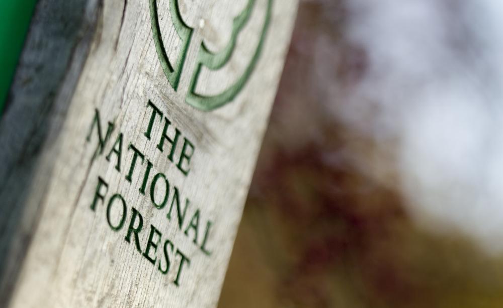The National Forest