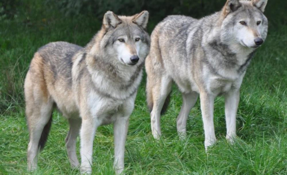 Wolf - Zoological Society of London