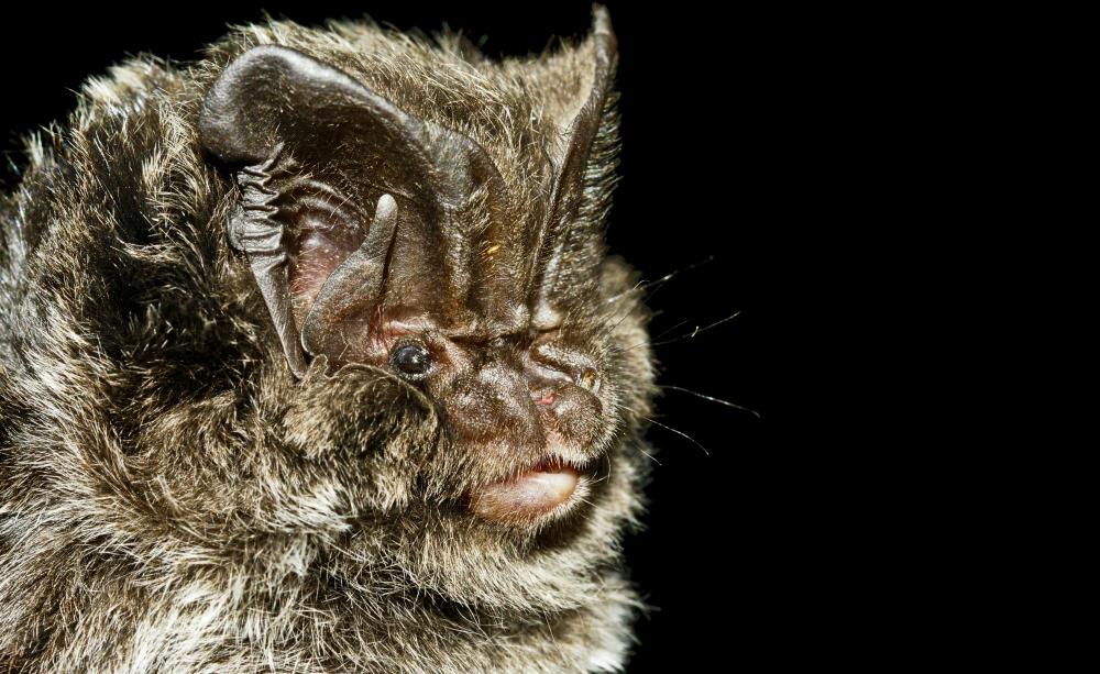 A barbastelle bat