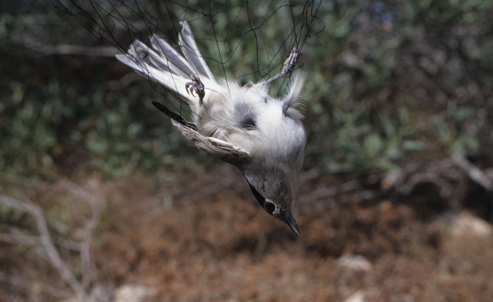 Bird caught in a net, Cyprus
