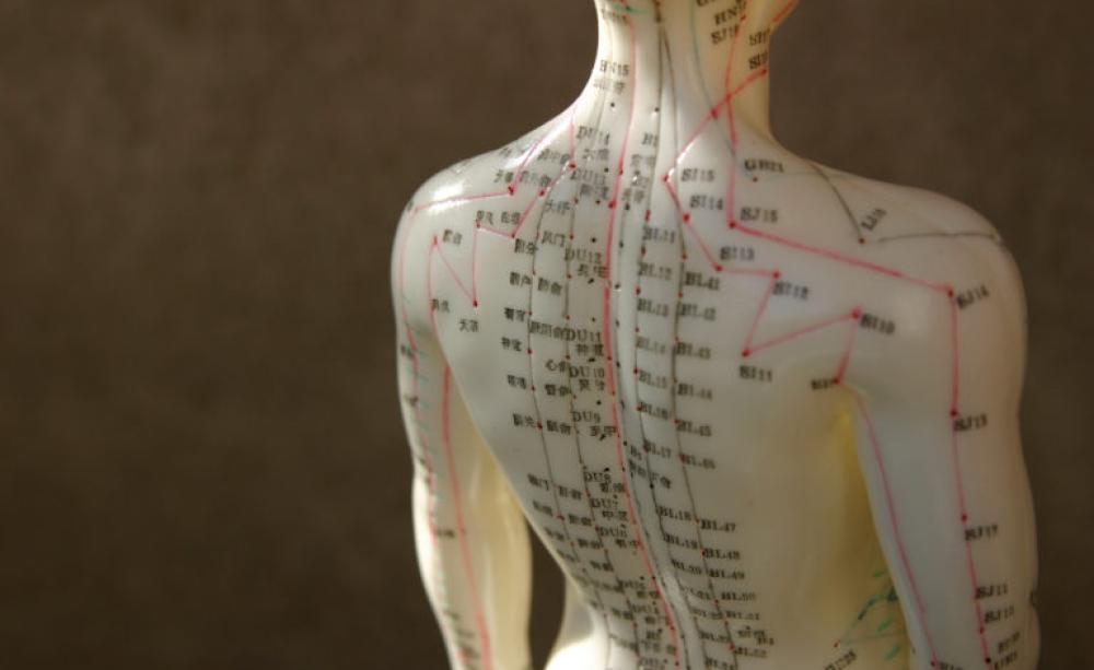 Acupuncture model