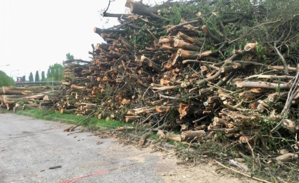 Freshly cut trees stacked upon each other next to a highway