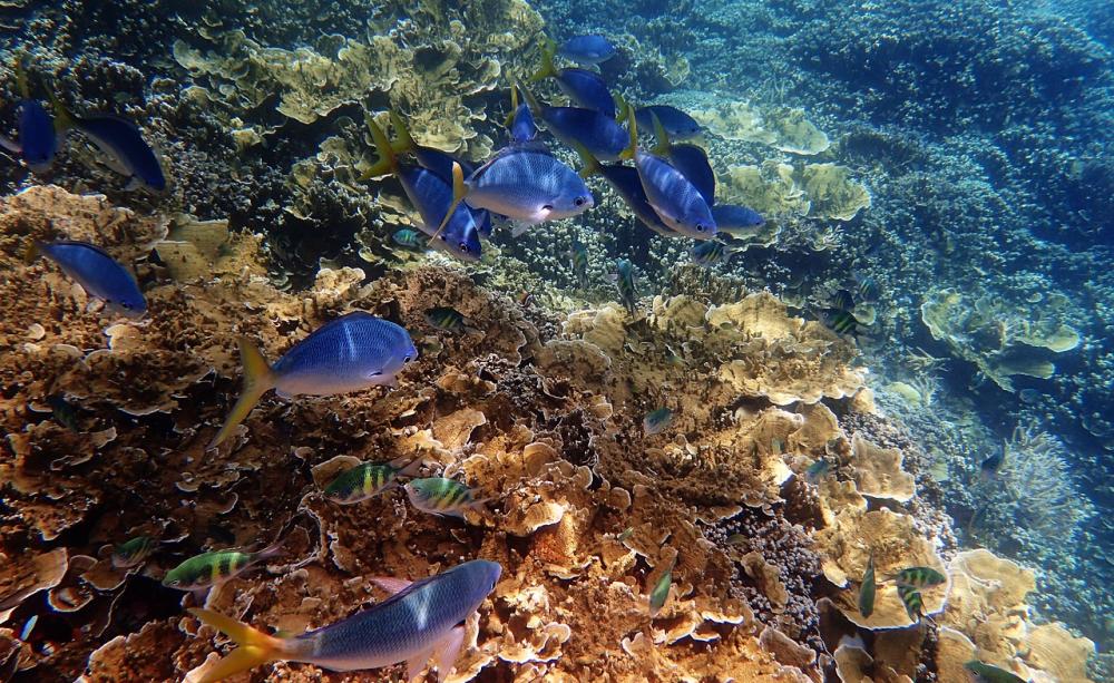 Barrier Reef Fish