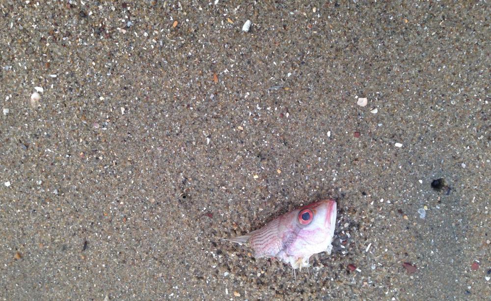 Dead fish in sand