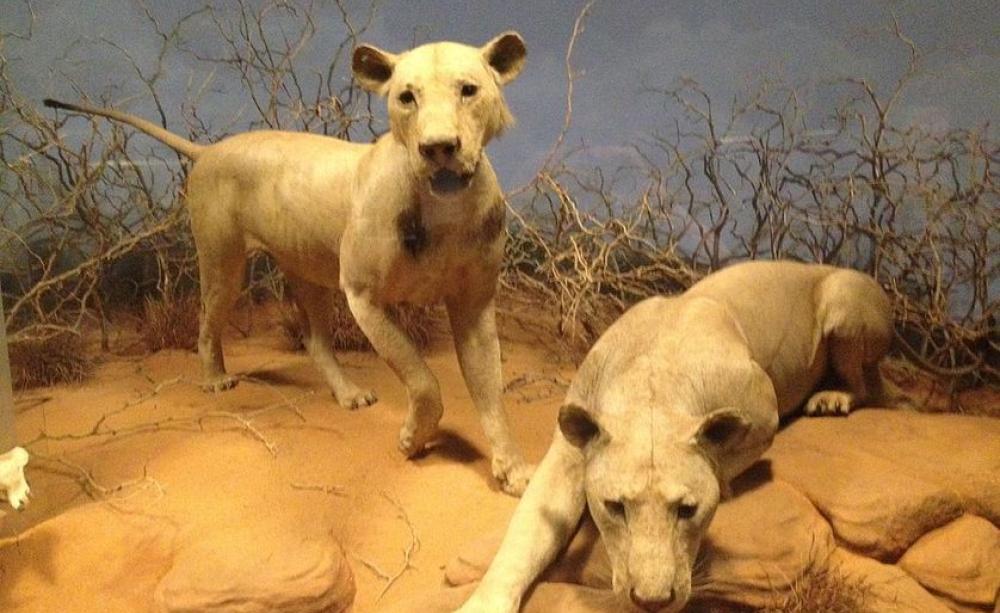 Two lions