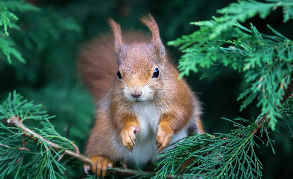 Red squirrel in tree