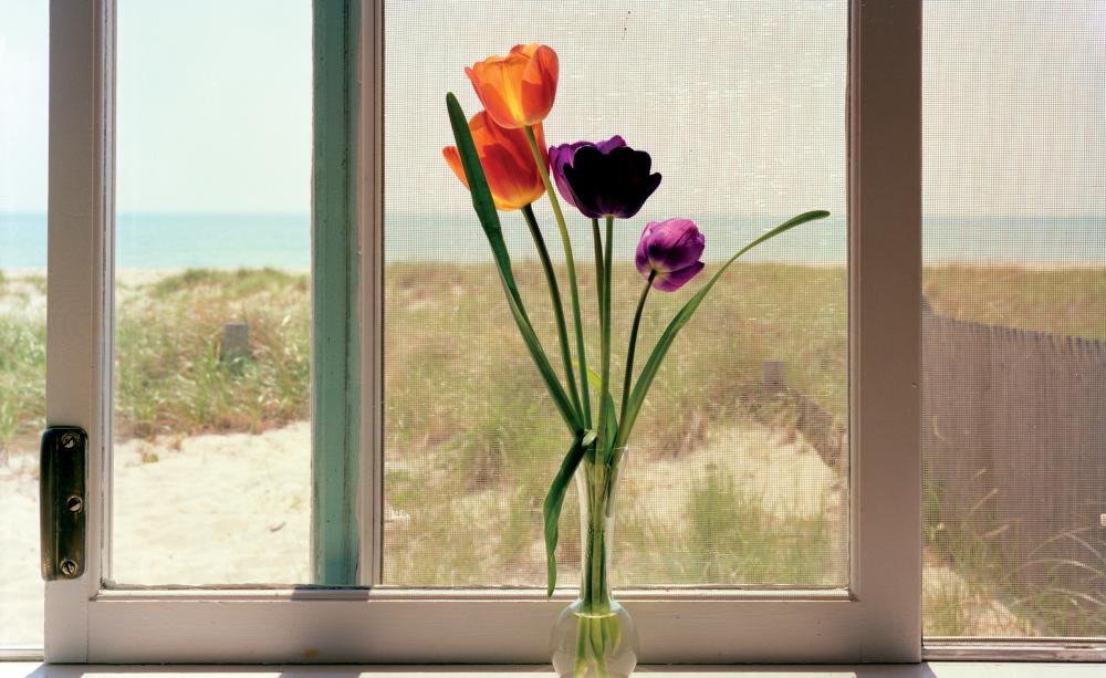 Tulips, Cape Cod, Massachusetts