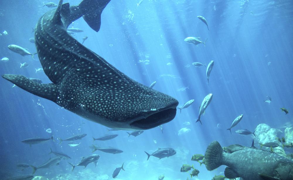 Whale shark