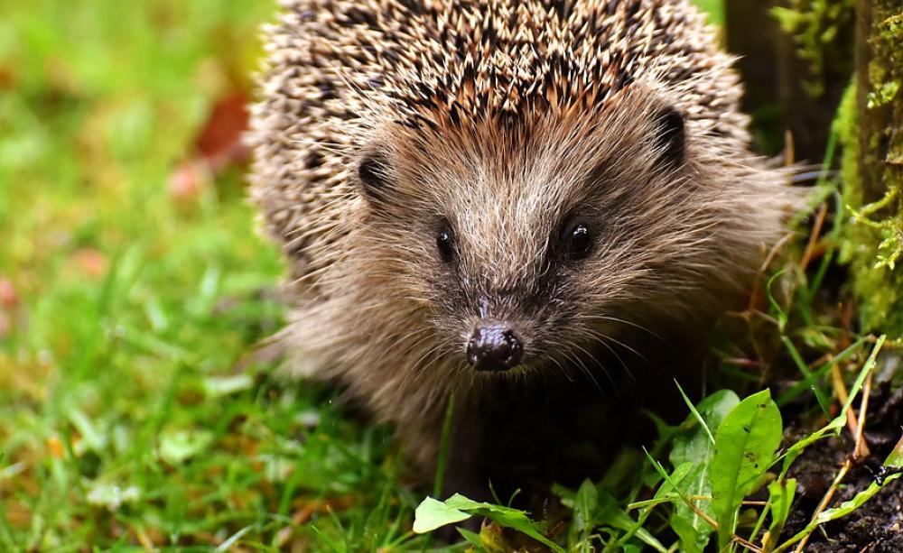 Photograph of a hedgehog resting on some grass