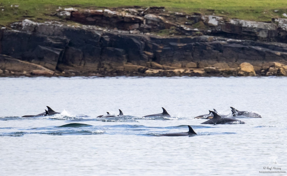 Atlantic white-sided dolphins