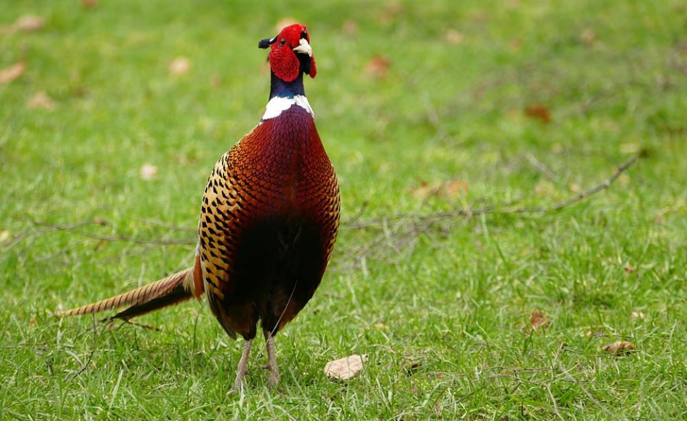 A pheasant