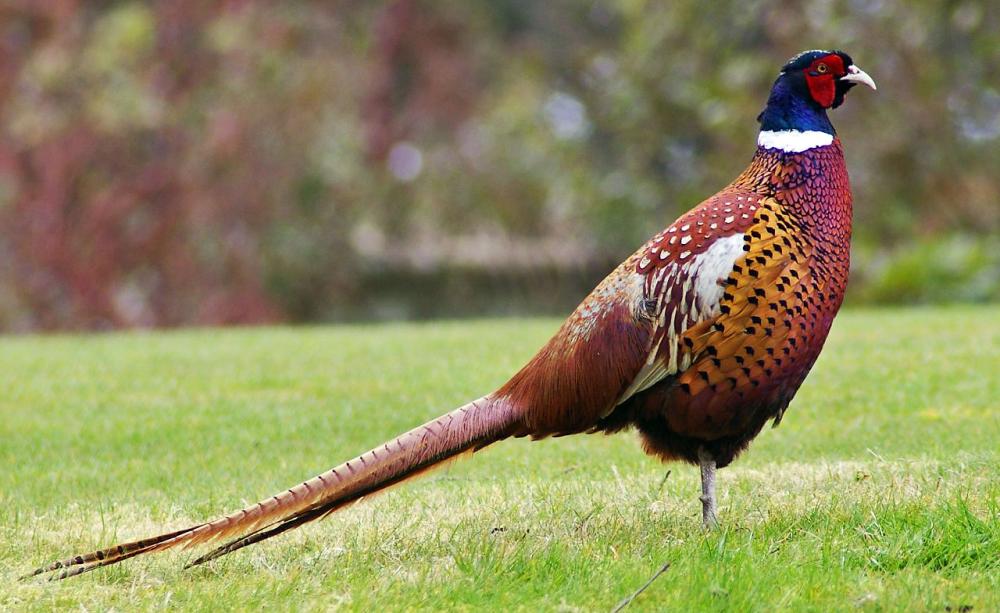 A Pheasant