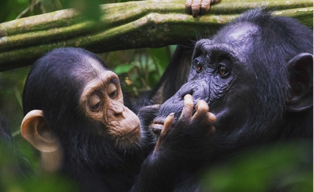A parent and child great ape
