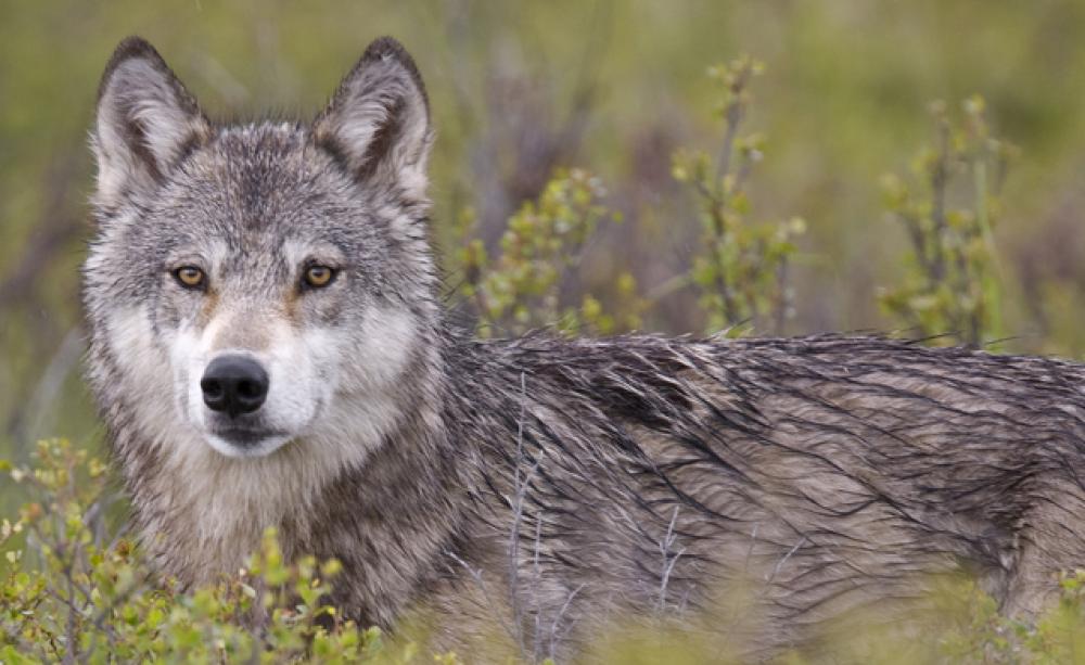 Wolf in Yellowstone National Park