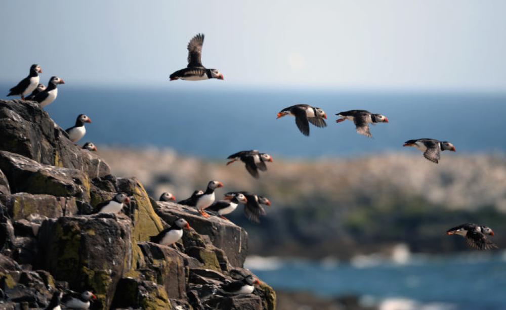 Puffins on the Farne Islands, England. Puffins are among four UK bird species now at risk of extinction
