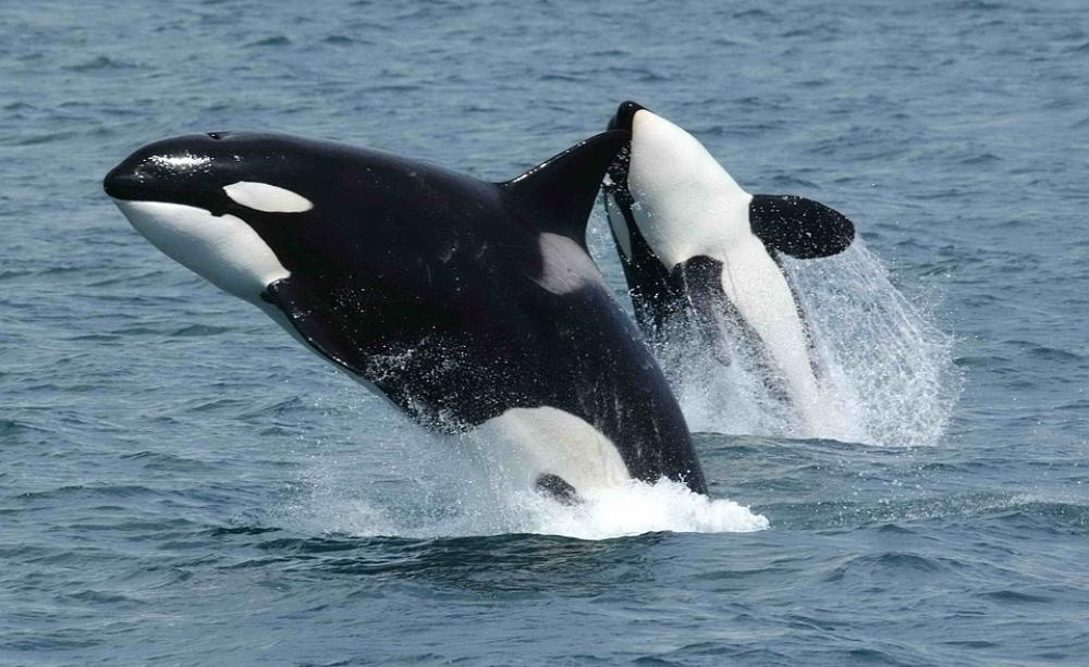 Orca