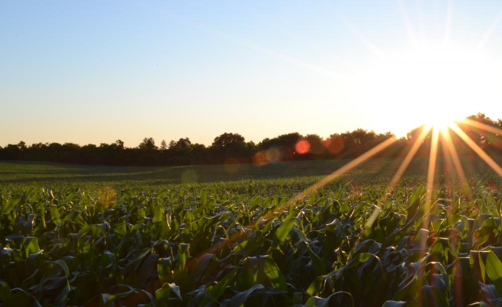Sunny field of crops