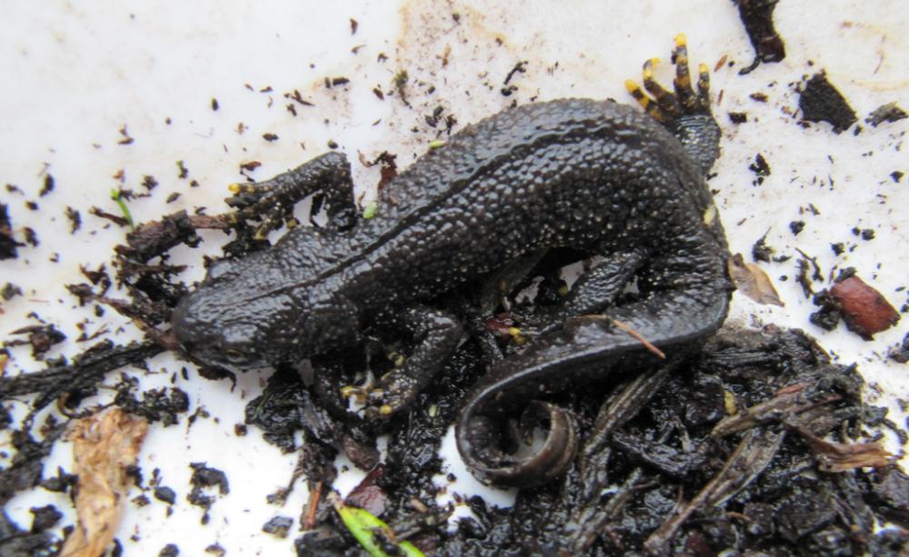 Great Crested Newt