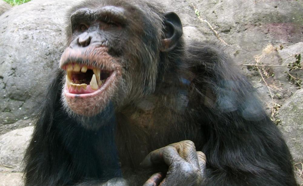 Chimpanzee