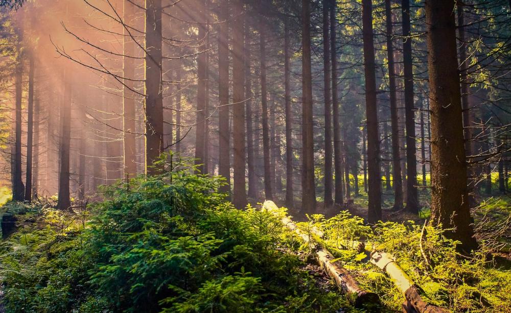 Sun through the trees