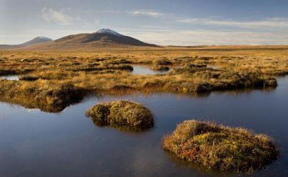 Blanket bog in Forsinard, Scotland