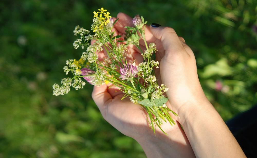 Plants in hands