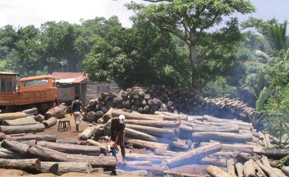 Illegal export of rosewood
