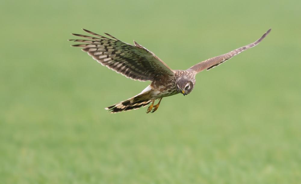 Hen harrier