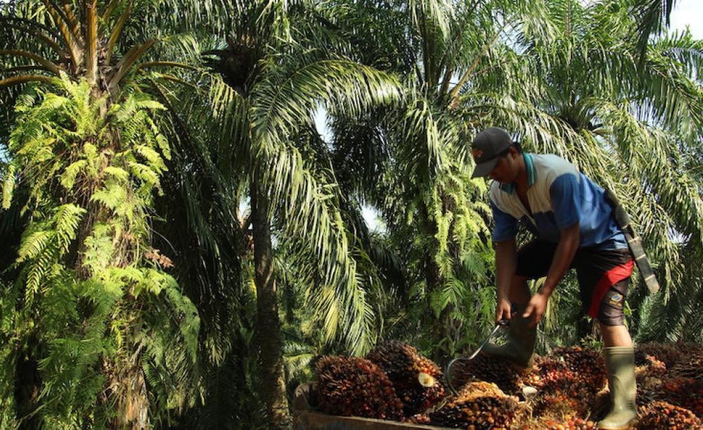 Oil palm fruit being loaded onto a truck in Sumatra, Indonesia