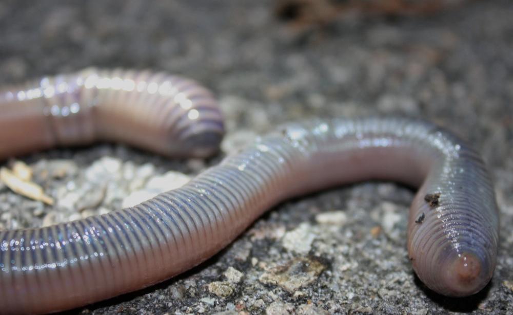 earthworm