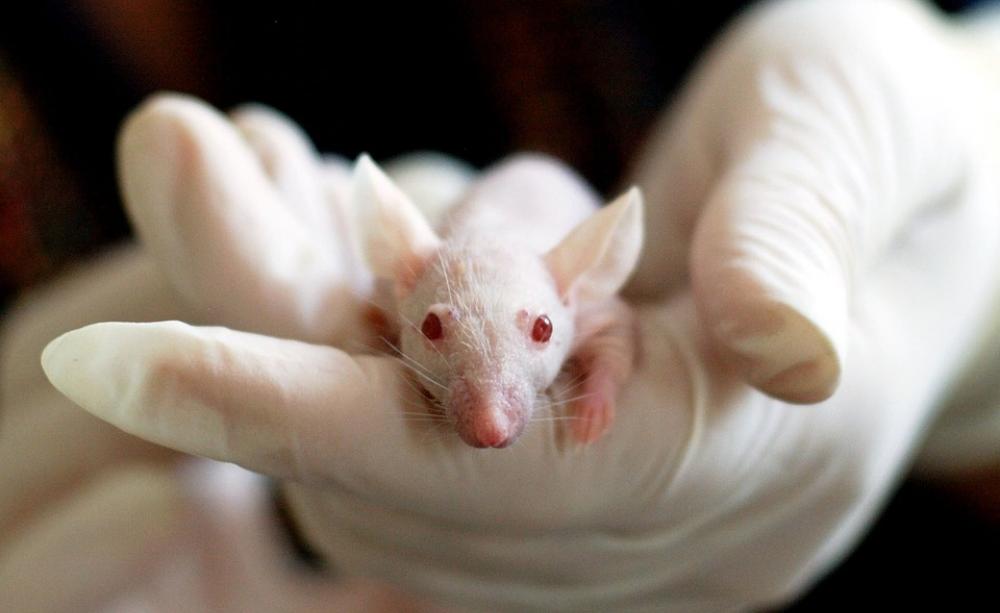 Animal testing