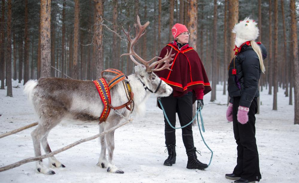 Sami Reindeer