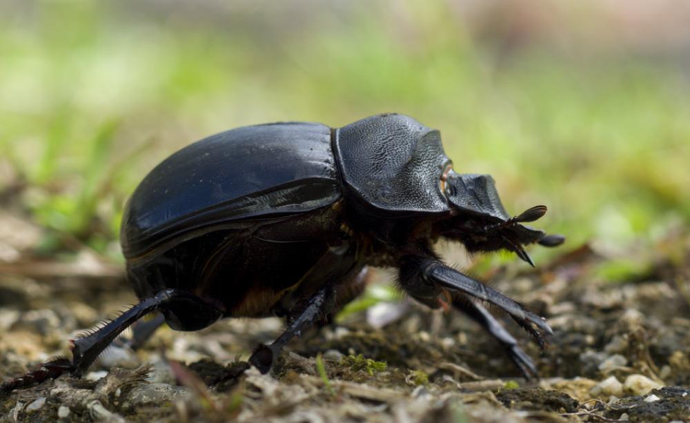 Dung beetle