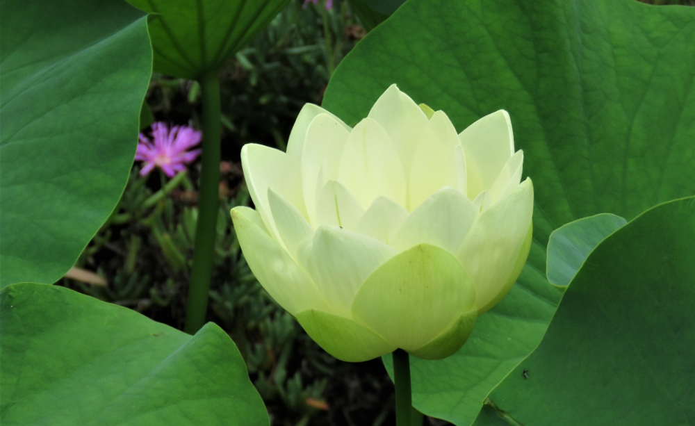 Lotus blossom at Duns Creek, NSW