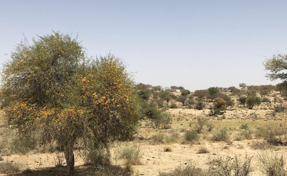 That desert, Pakistan