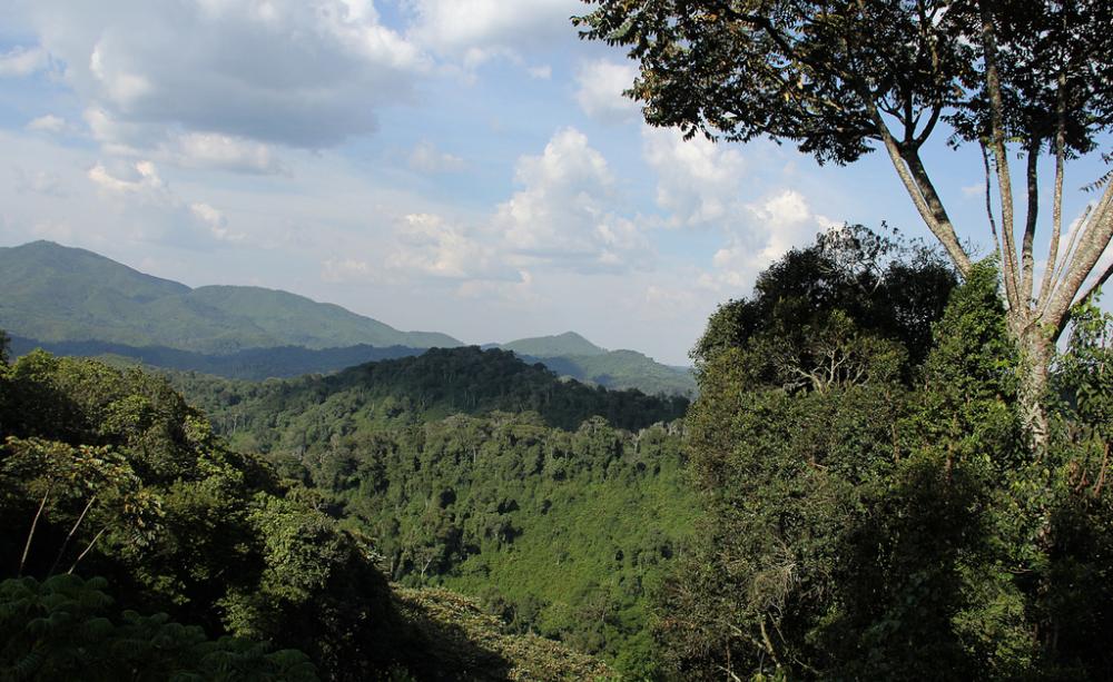 Nyungwe National Park