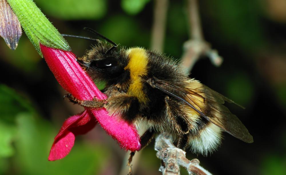 Bumble bee