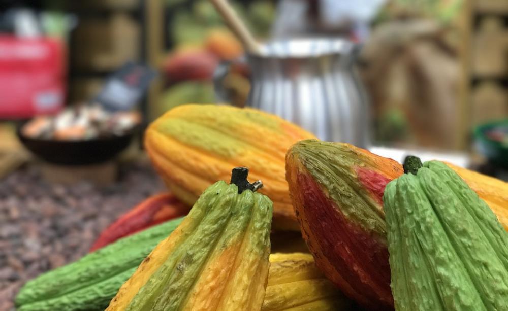Cocoa pods